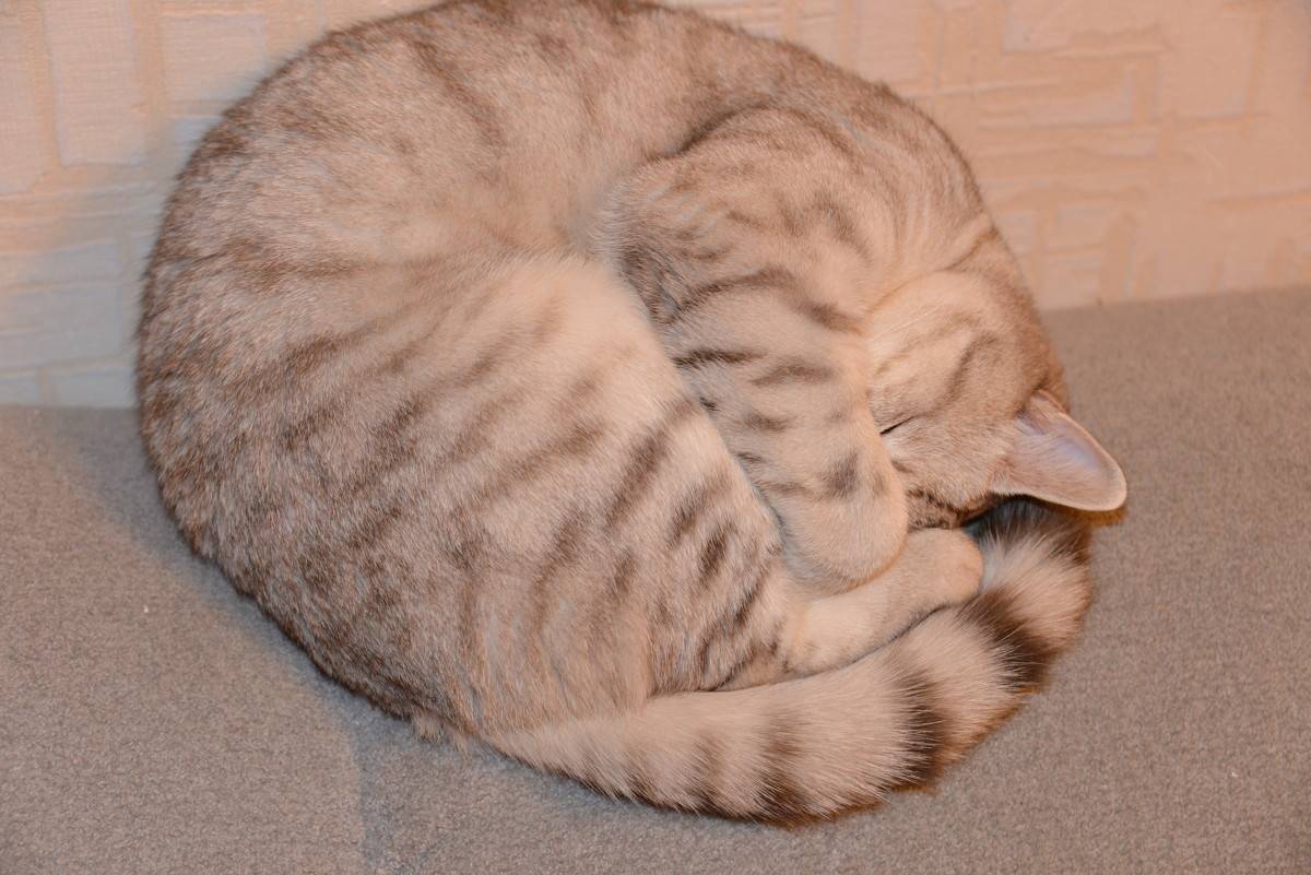 Почему животные спят свернувшись в клубок. Спящий кот. Кот клубочком. Кот свернулся клубком.