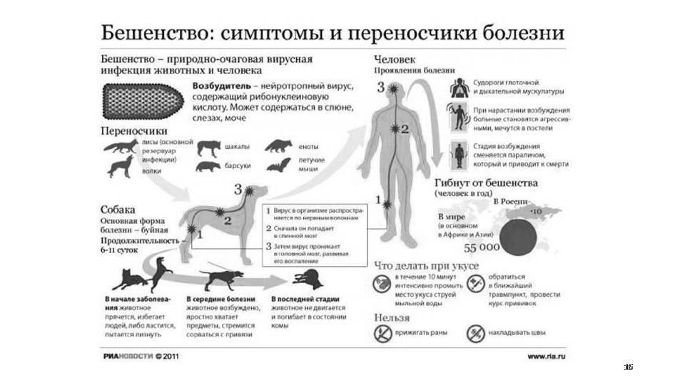 Вирус бешенства клиническая картина