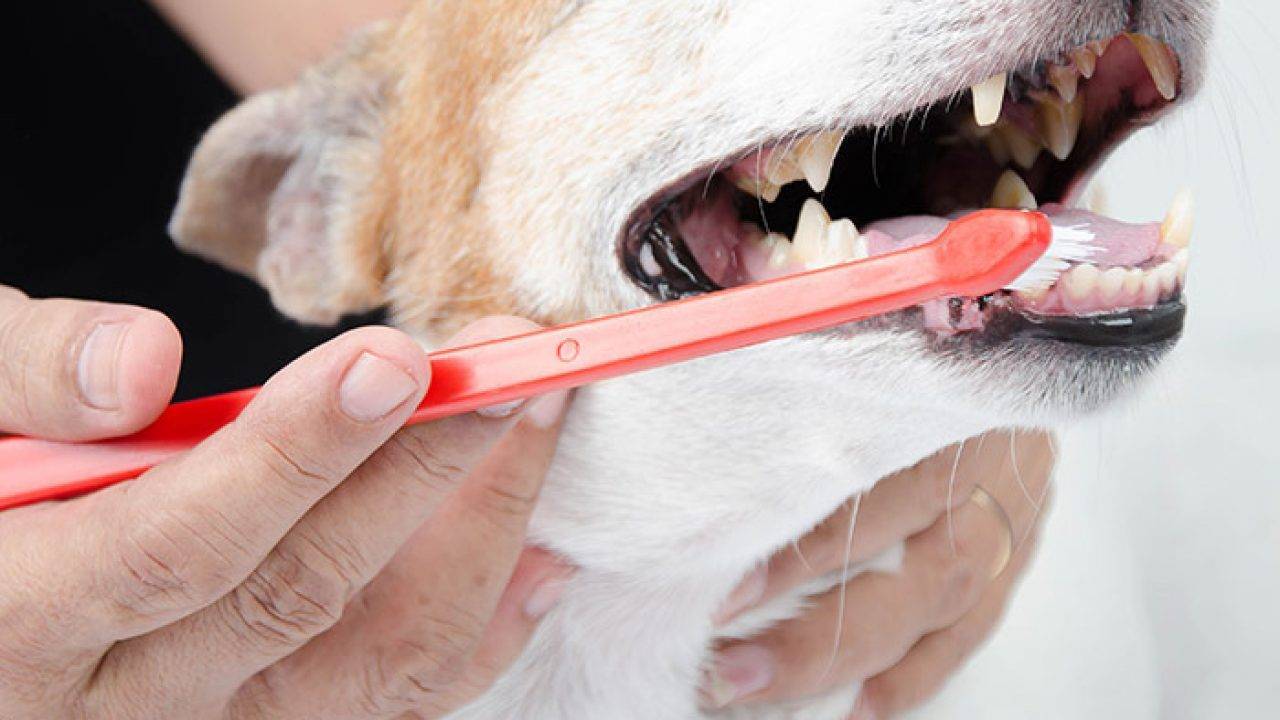Чистка зубов собакам отзывы. Чистка зубного камня у собак.