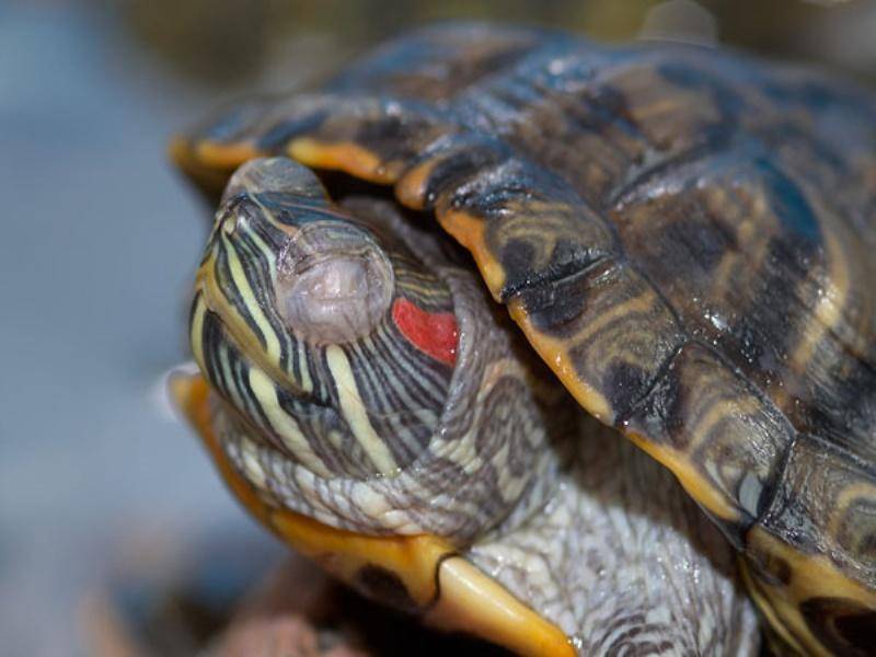 Красноухая черепаха не ест. почему может быть так, что красноухая черепаха не ест вялая и спит