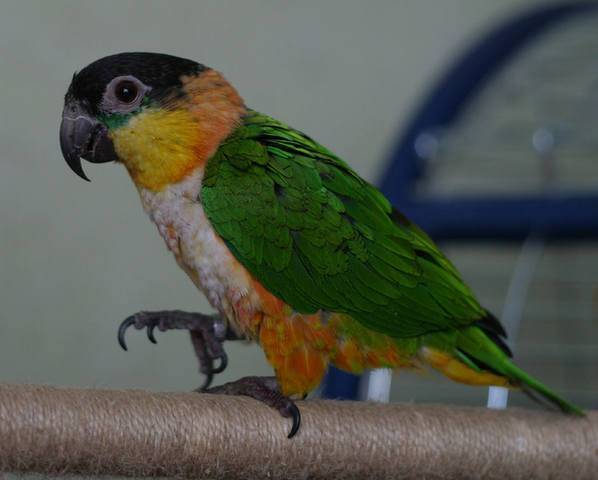Клинохвостый карликовый попугай (psittaculirostris desmarestii): фото, видео, содержание, разведение, купить