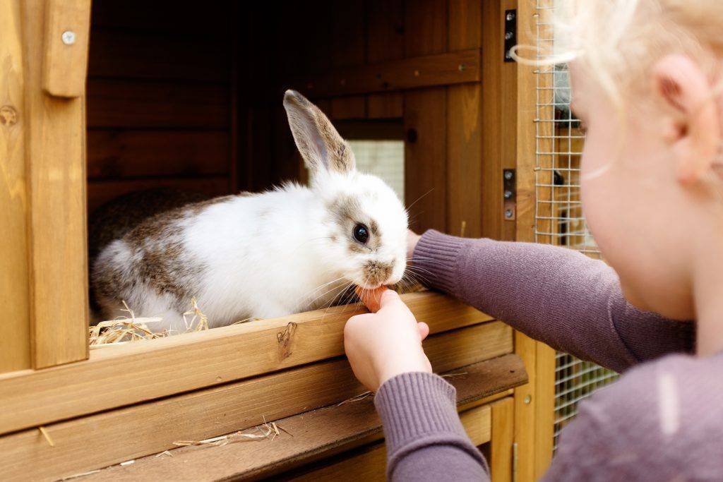 Домашний кролик — породы, виды, особенности, уход и содержание в домашних условиях (135 фото)