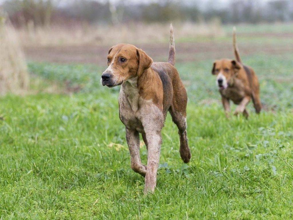 Охотничьи породы собак — фото, названия, описание