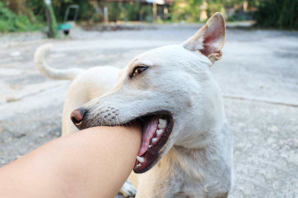Лечение хвоста собаке, которая его разгрызает до гнойных ран