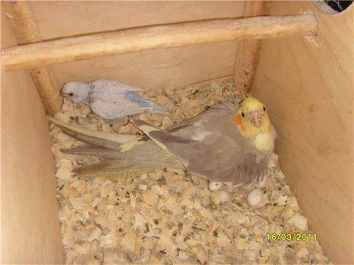 Гнездо для волнистых попугаев (34 фото): как сделать гнездовой домик своими руками в домашних условиях? когда ставится гнездо и каких оно должно быть размеров?