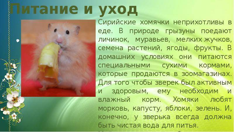 Мой родной язык русский
