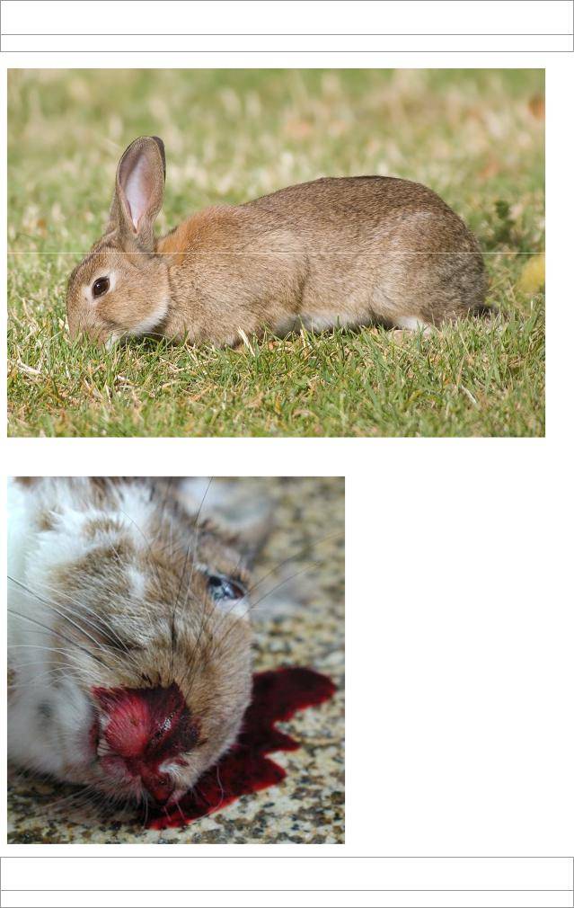 Болезни кроликов: классификация, симптомы, лечение