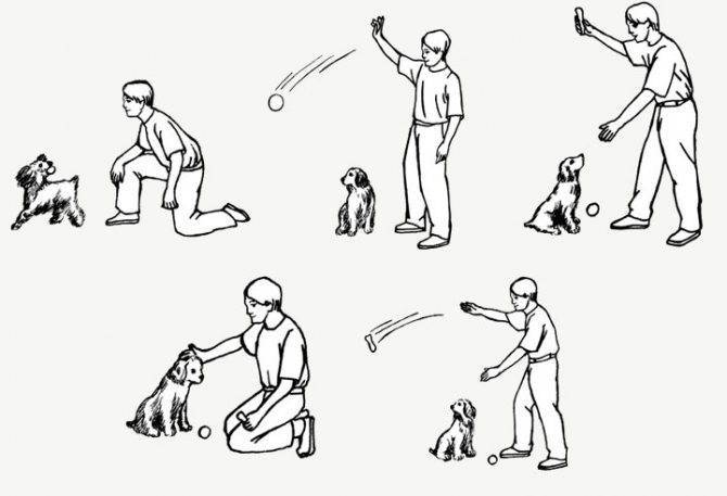 Как научить собаку команде «дай лапу»