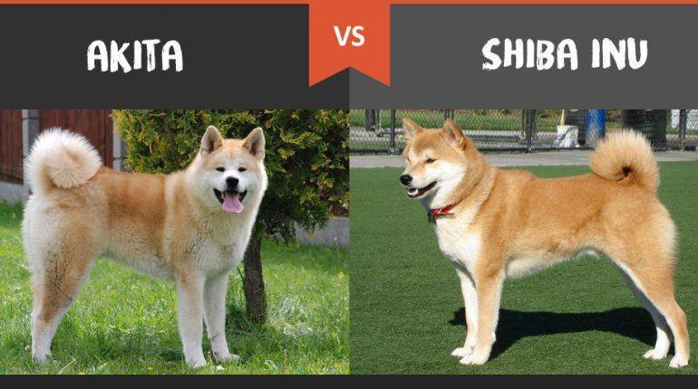 Сходство и отличия акита-ину и сиба-ину. описание собак и мнение заводчиков