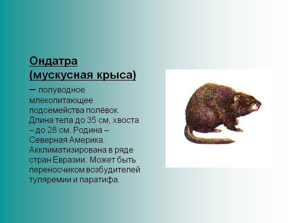 Ондатра или мускусная крыса