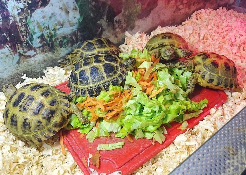 Уход за сухопутной черепахой в домашних условиях | | блог ветклиники "беланта"