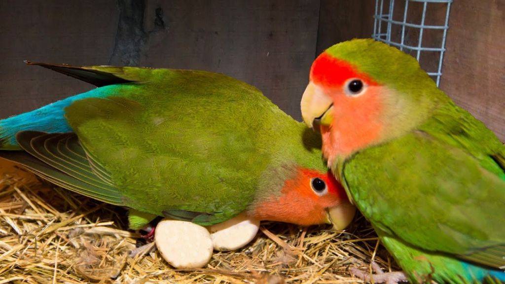 Как спариваются попугаи