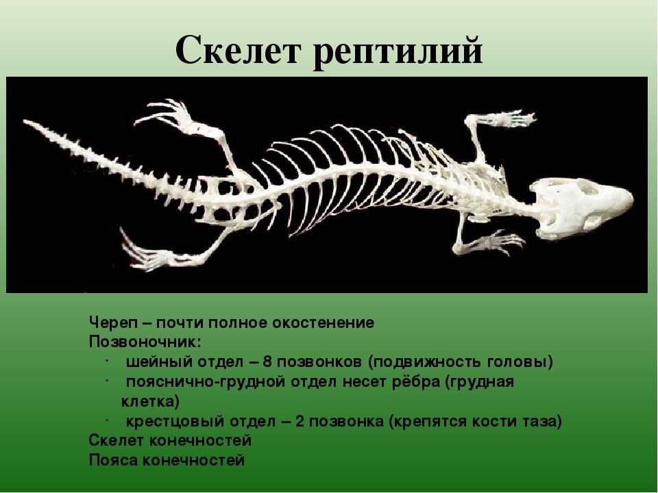 Особенности скелета ящерицы. Скелет ящерицы биология 7 класс. Скелет Тритона и скелет рептилии. Скелет рептилий схема биология 7 класс. Строение позвоночника пресмыкающихся.