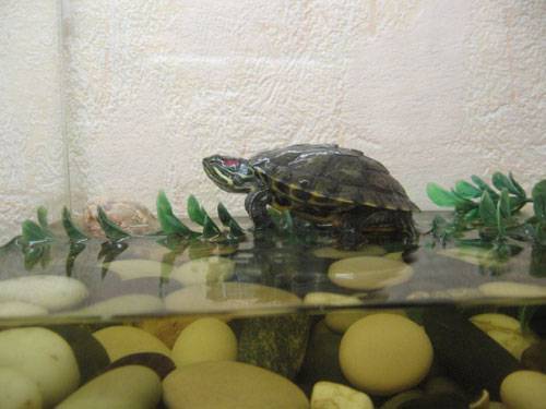 Продолжительность жизни красноухой черепахи в аквариуме: как определить возраст