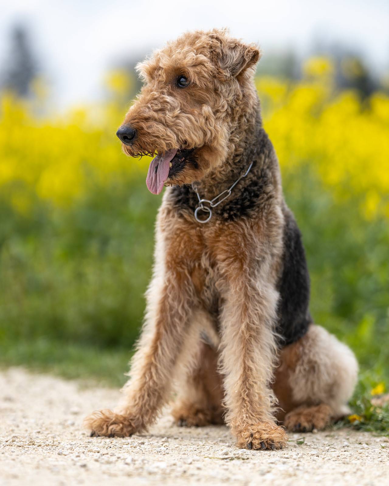 Эрдельтерьер: описание и характер породы собак
