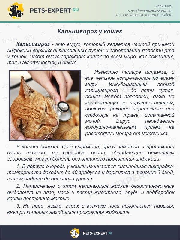 Диагностика и лечение калицивирусной инфекции кошек