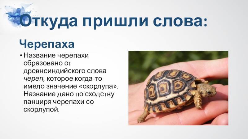Черепаха это земноводное (амфибия) или пресмыкающееся (рептилия)?