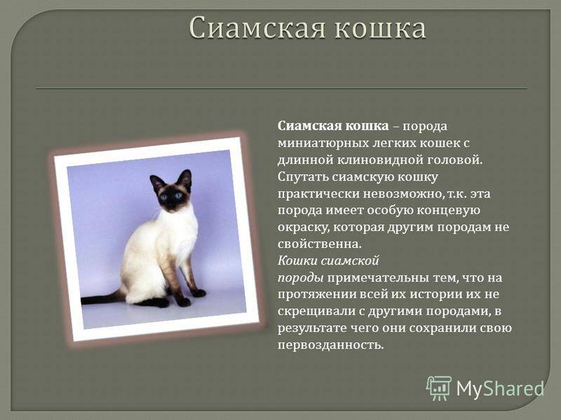Сиамская кошка: стандарты породы, характеристики и особенности кошки (105 фото и видео)