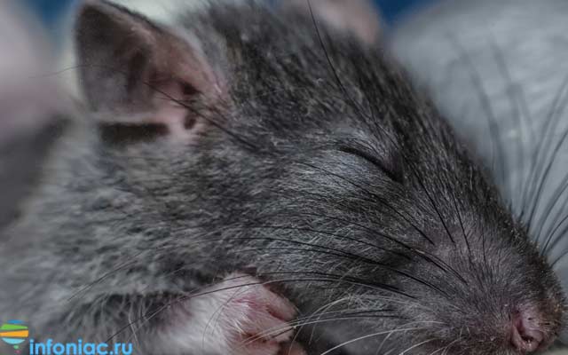 Пневмония у крыс: симптомы, как быстро развивается, как лечить