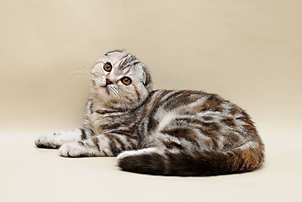 Порода кошек фолд. Скоттиш-фолд Шотландская вислоухая. Шотландская кошка скоттиш фолд. Шотландская вислоухая скоттиш фолд порода. Шотландская Веселуха кошка.