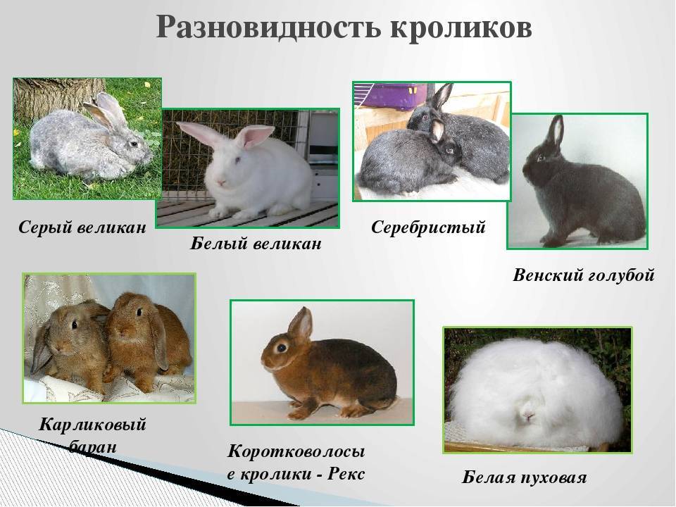 Популярные породы декоративных кроликов и их описание