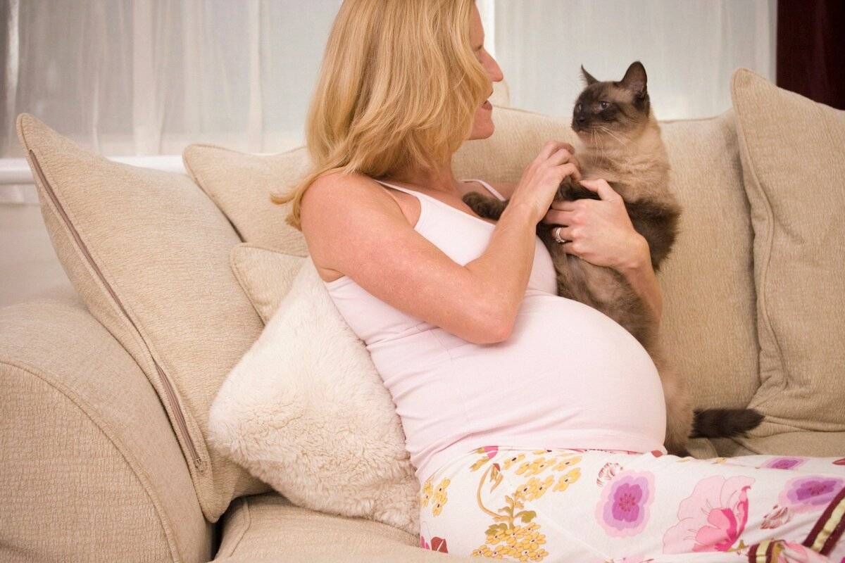 Отличие рациона беременной кошки: что учитывать владельцу