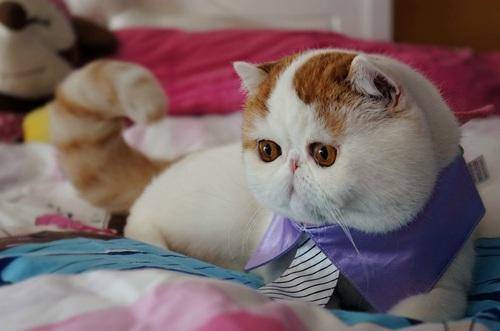 Кот cнупи — описание породы и особенности содержания