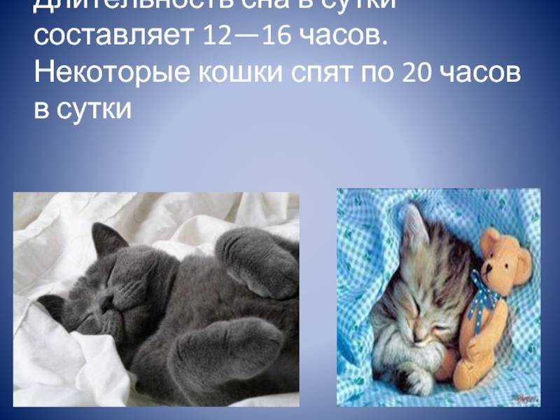 Сколько спят кошки в сутки? 140 фото и видео советы по уходу и описание здорового образа жизни кошки