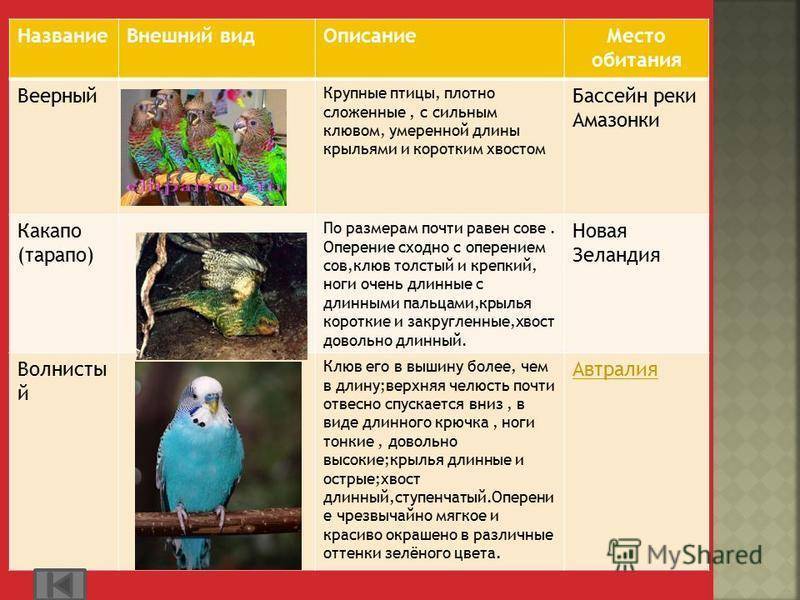 Роскошный горный попугай | внешний вид, содержание, питание, размножение