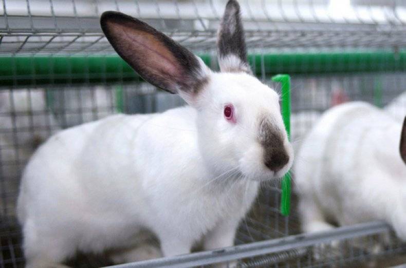 Особенности кроликов породы хиплус: как выращивать и где приобрести