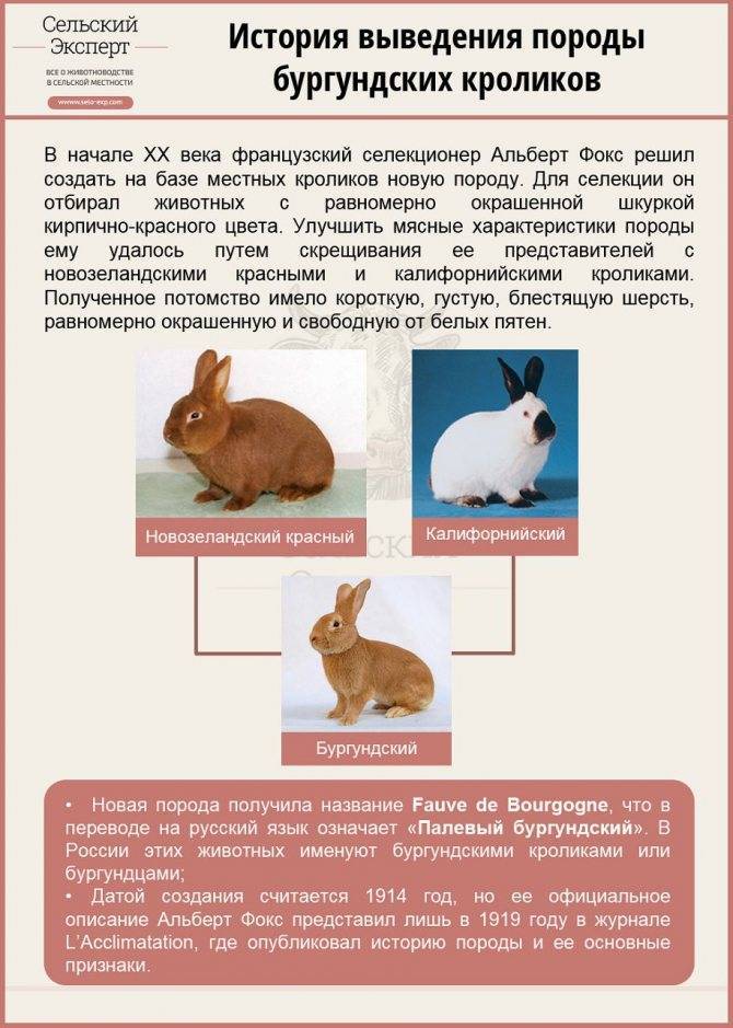 Русский горностаевый кролик характеристика породы и особенности содержания - агро эксперт