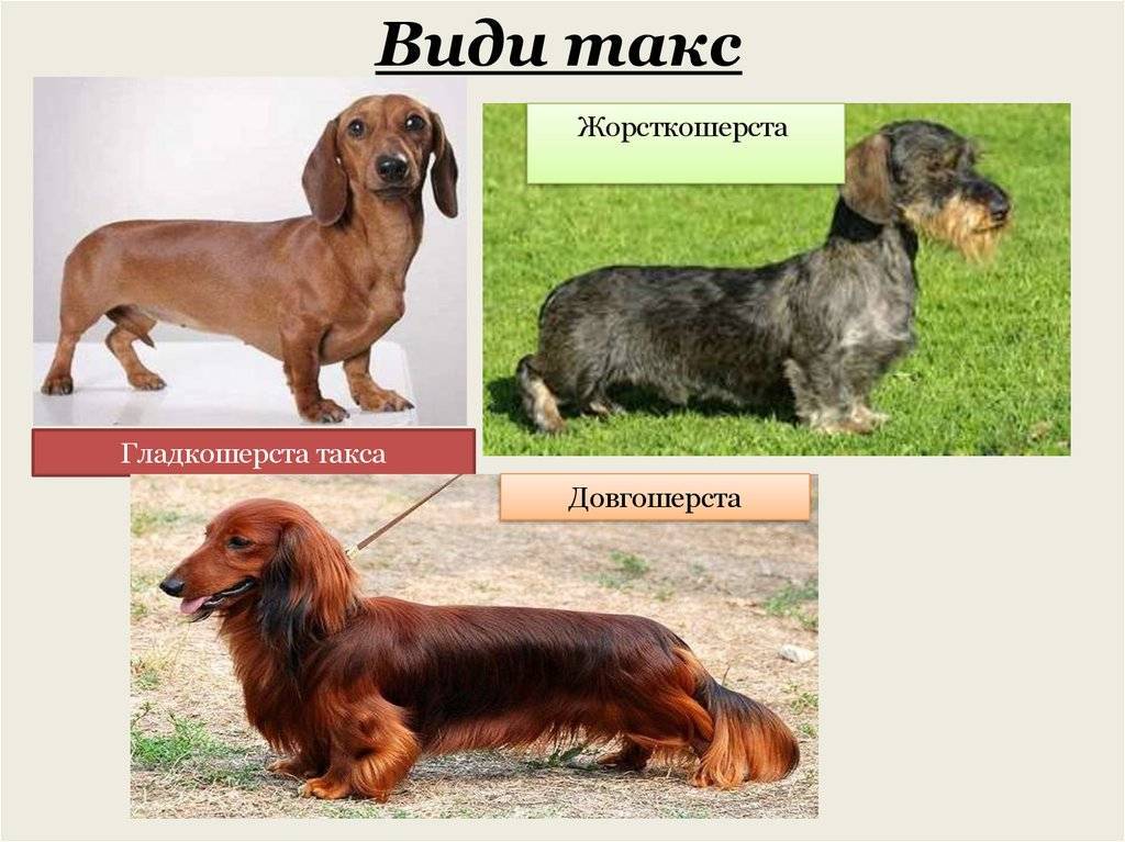Виды и разновидности собак породы такса — такие разные и такие милые