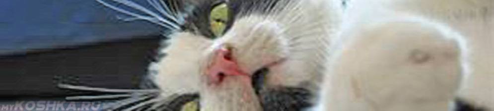 Неприятный, гнилостный запах изо рта у кошки: причины и лечение.