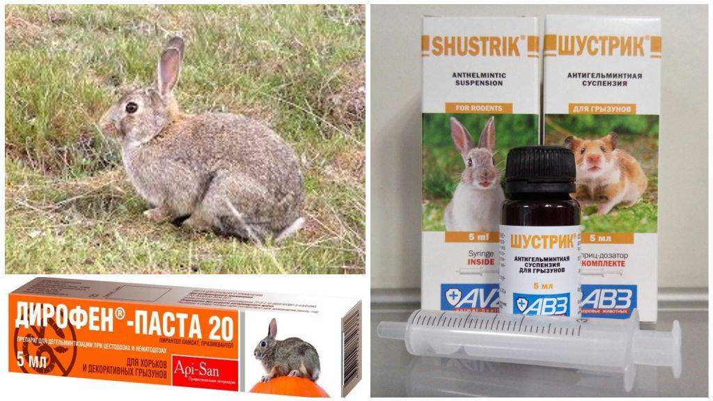 О глистах у кроликов: основные симптомы и лечение, чем делать дегельминтизацию