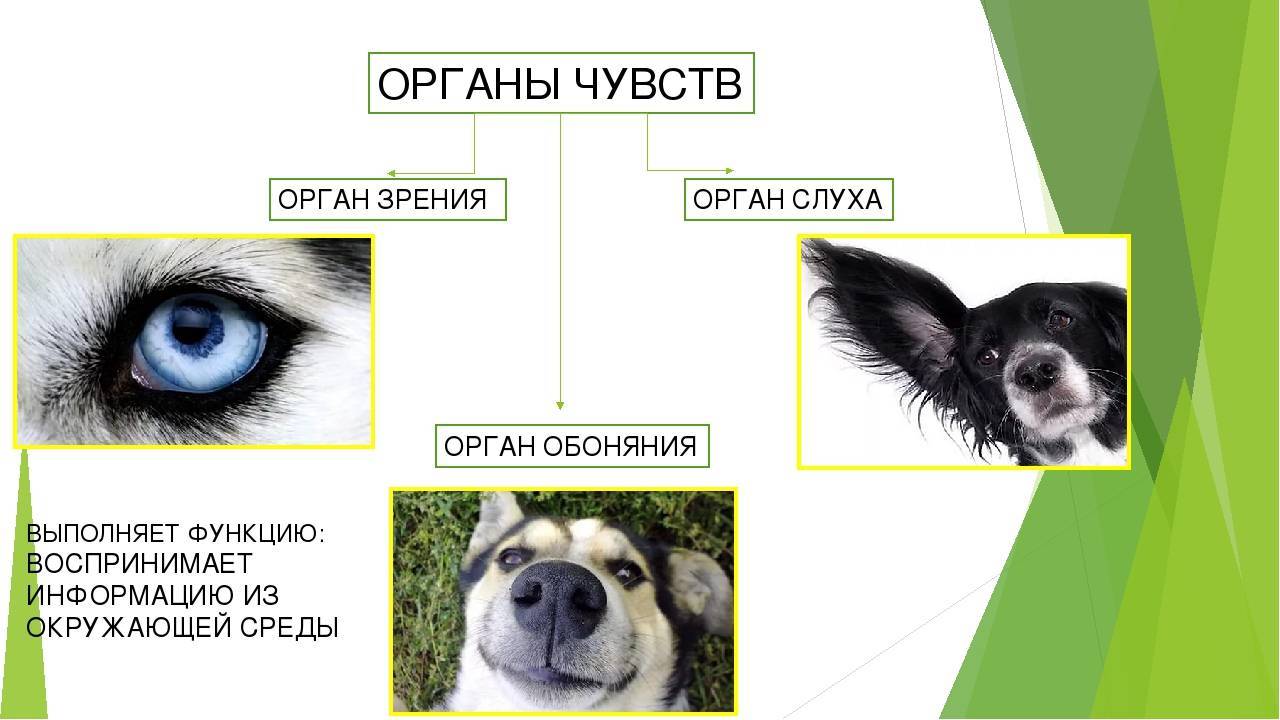 Как видят собаки: цветовое зрение собак
