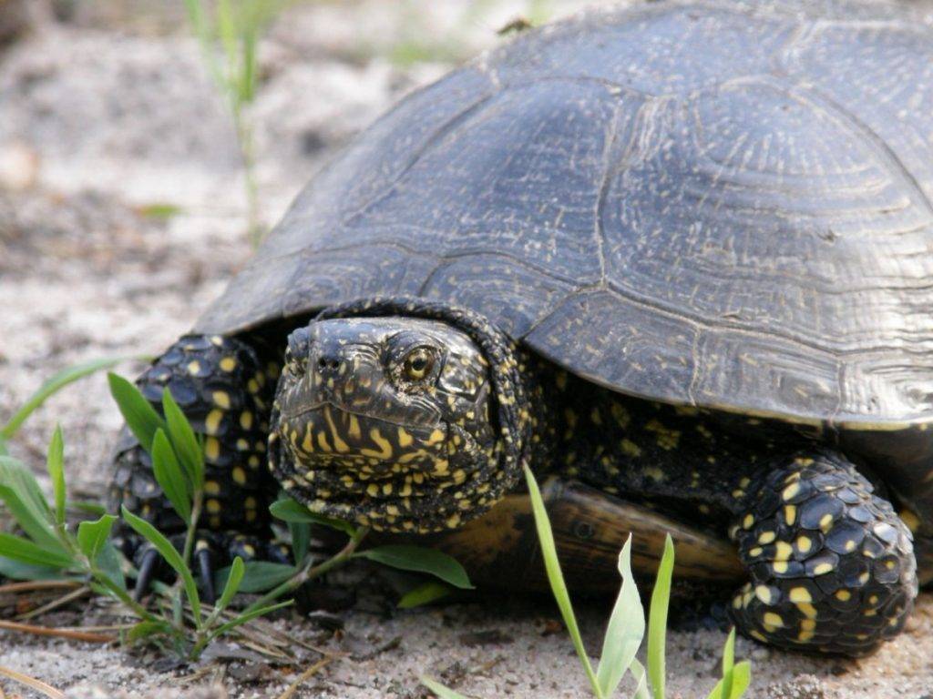 Красноухая пресноводная черепаха: жизнь в природе, а также уход и содержание в домашних условиях
