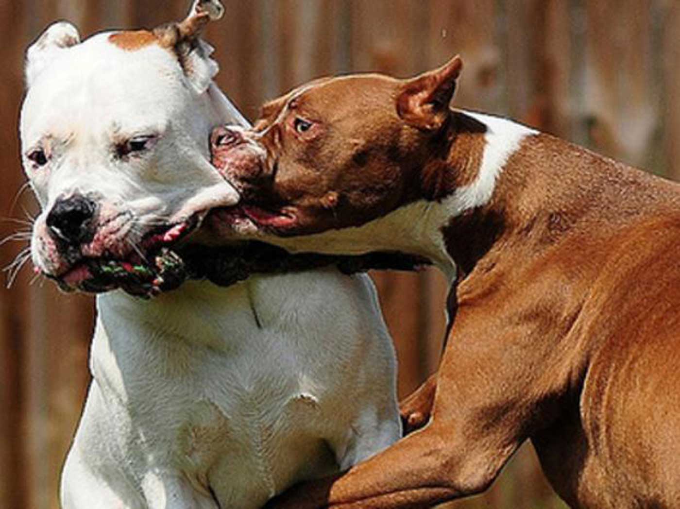 Топ 8 самых опасных собак в мире, с которыми лучше не связываться: новости, животные, собаки, животное, собака, порода, породы, домашние животные