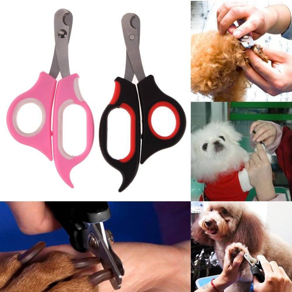 Как и чем подстричь когти котенку: выбор инструмента и пошаговая инструкция | ваши питомцы