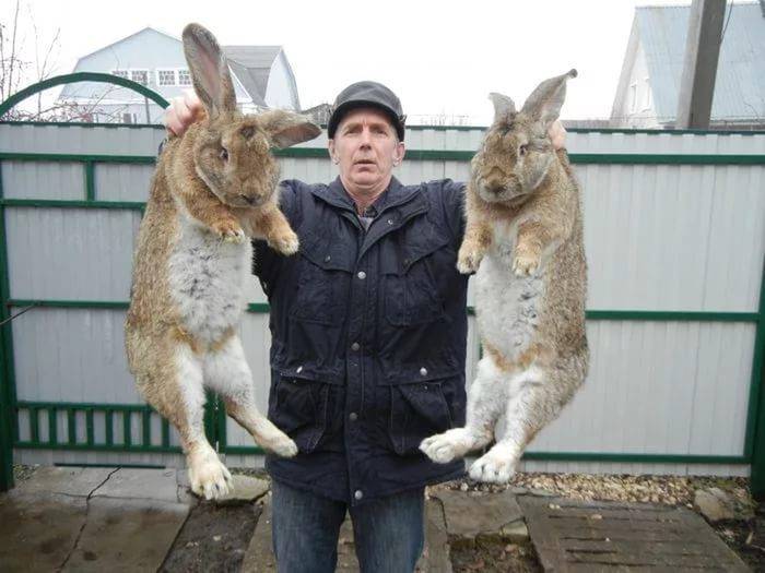 Кролики породы фландр: характеристика бельгийских великанов, особенности разведения и содержания