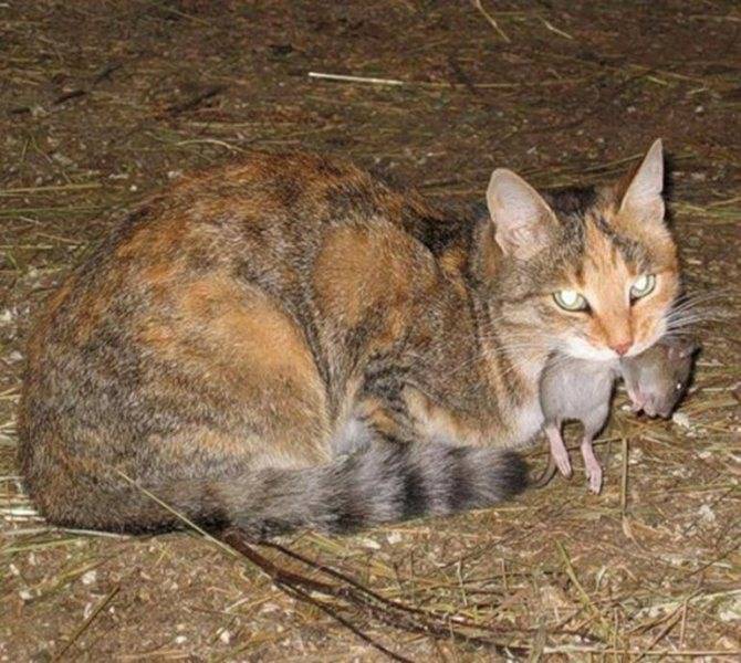 Породы кошек крысоловов: полный список с описанием и фотогрфиями