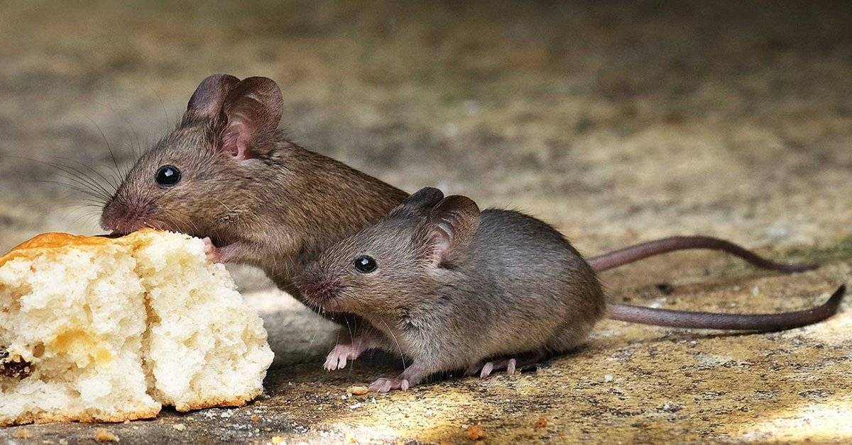 Что любят мыши: питание грызунов в дикой природе и домашних условиях