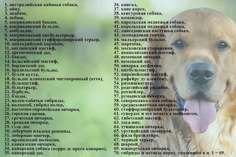 У пекинеса выпадают глаза