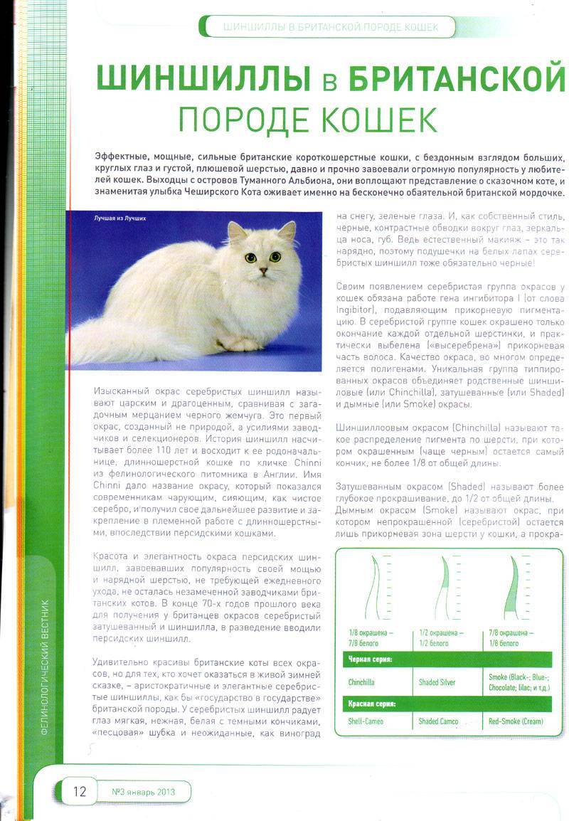 ᐉ содержание золотой шиншиллы: особенности, уход за британским котом, фото кошки - zoovet24.ru