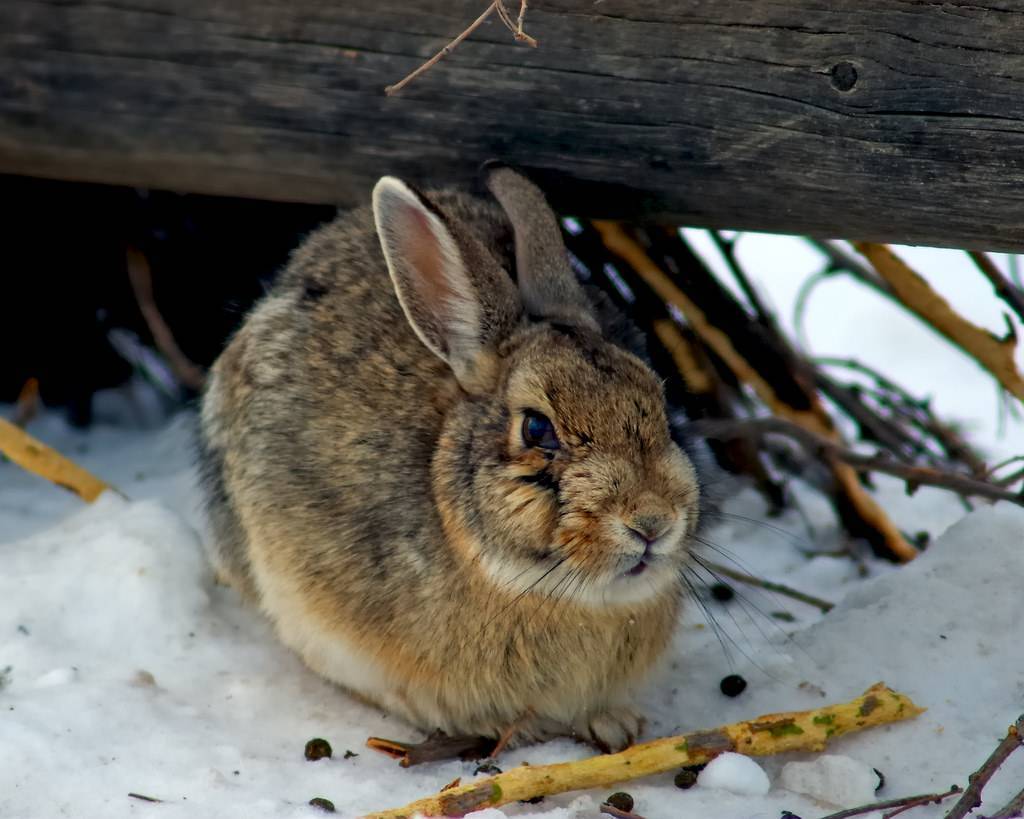 Кролик европейский, или кролик дикий | мир животных и растений