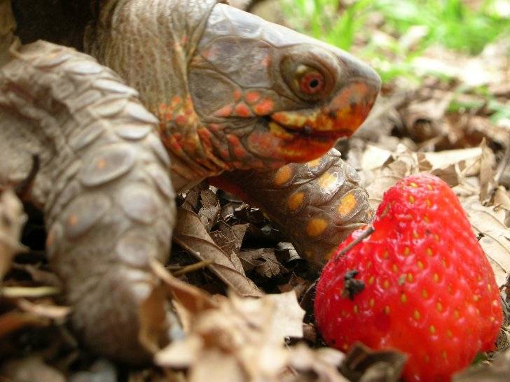 Что делать, если красноухая черепаха перестала есть, постоянно спит и вялая?
