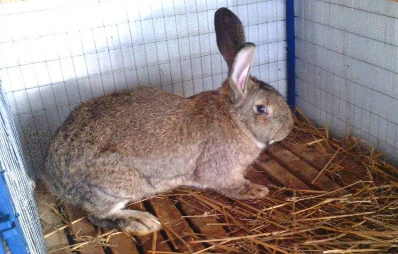 Кролик серый великан: все о породе и особенности разведения