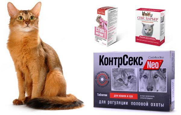 Сколько дней гуляет кошка в первый раз и в каком возрасте начинает