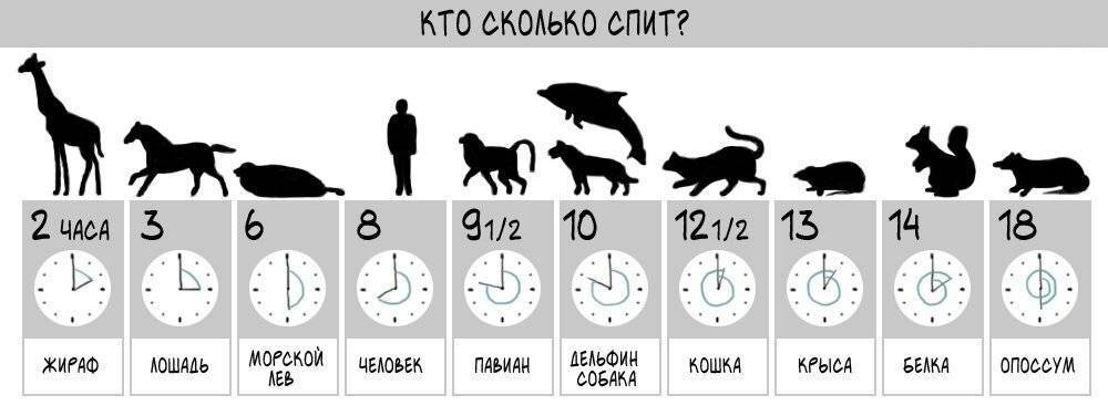 ????сколько пакетиков корма давать кошке в день: нормы