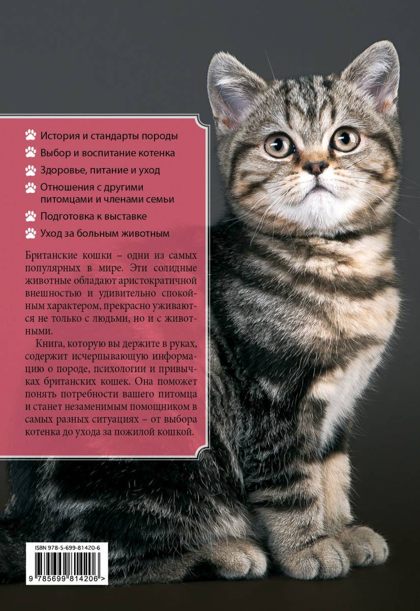 Британская короткошерстная: 200 фото, описание породы кошек от а до я, интересные факты, внешний вид