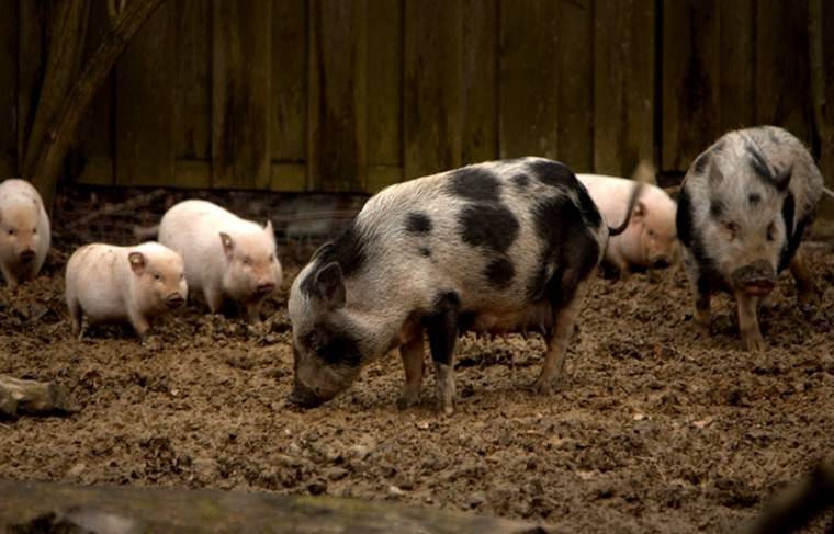 Мини-пиг: описание маленькой свинки, уход и содержание